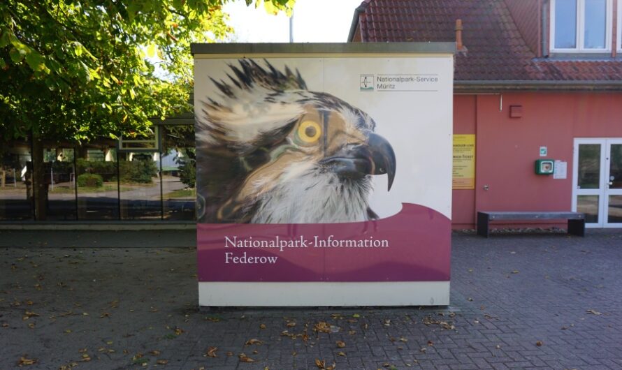 Kraniche suchen im Müritz Nationalpark bei Federow