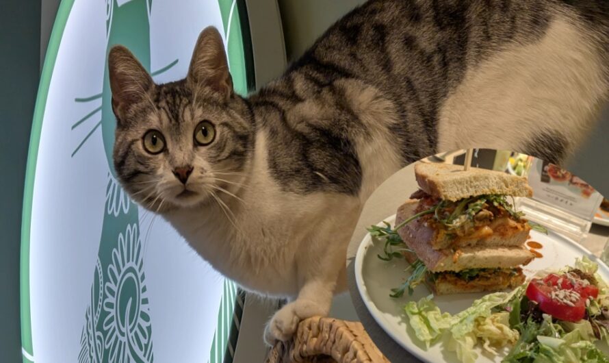Cats inside! – Im Katzencafé „Katzentempel“ Minden