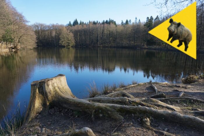 Wildschweinbegegnung im Wald bei Lemgo