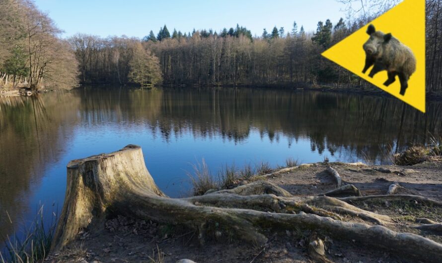 Wildschweinbegegnung im Wald bei Lemgo