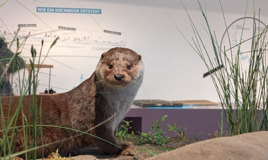 Im Museum am Schölerberg Osnabrück – Natur & Umwelt im Osnabrücker Land