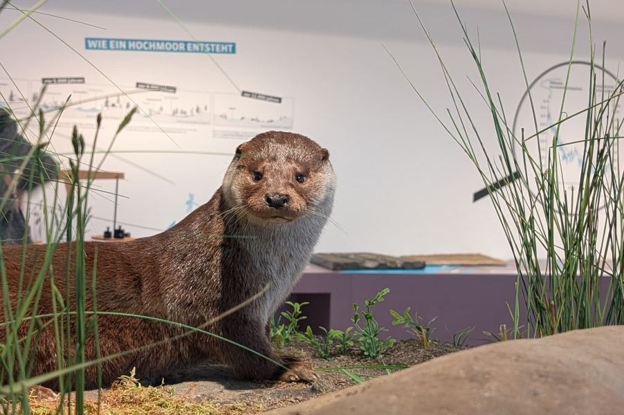 Im Museum am Schölerberg Osnabrück – Natur & Umwelt im Osnabrücker Land