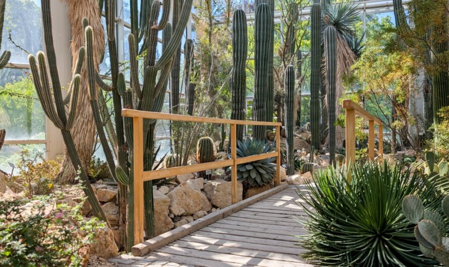 Hier blüht dir was! – Palmengarten Frankfurt am Main