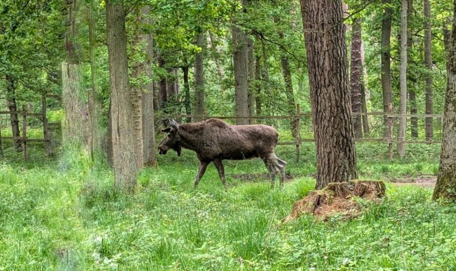 Tierisch wild! – Im Wildpark Alte Fasanerie in Hanau