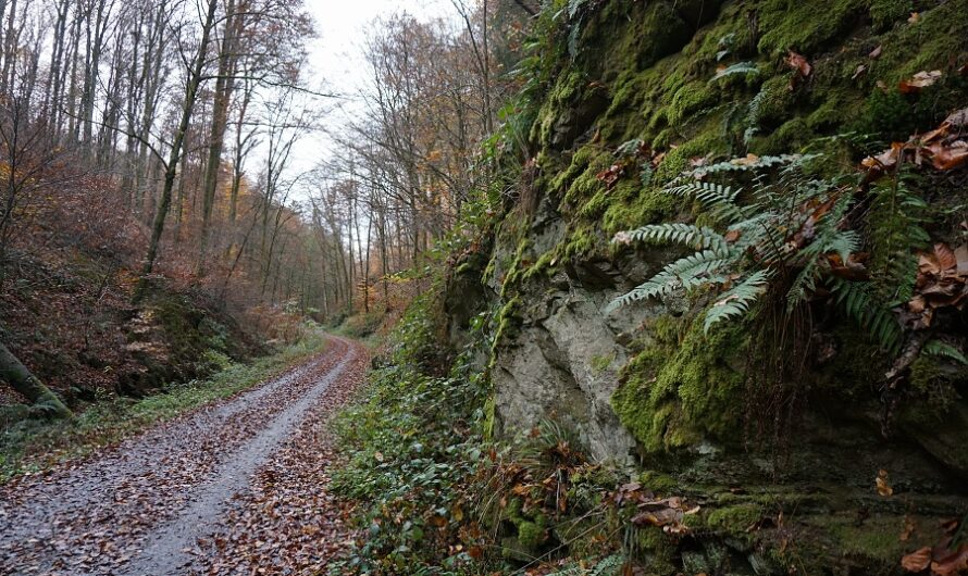 Unverhofft kommt oft! – Durch die Rückersbacher Schlucht bei Kleinostheim