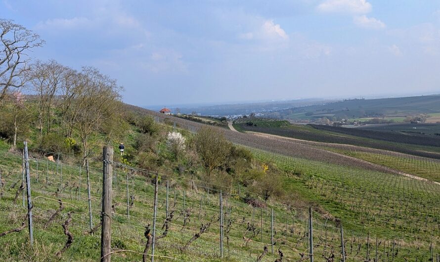 Kleiner Mainzer Höhenweg Etappe 1 – Mehr Wein geht nicht!