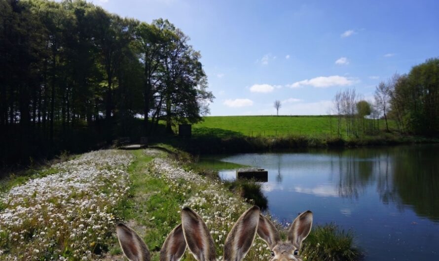 Der Hasenpatt – Haken schlagen von Bielefeld-Schildesche nach Enger